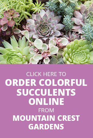 How To Water Succulent Plants Pinterest Succulents Online Beautiful Colorful Succulents Online From Mountain Crest Gardens