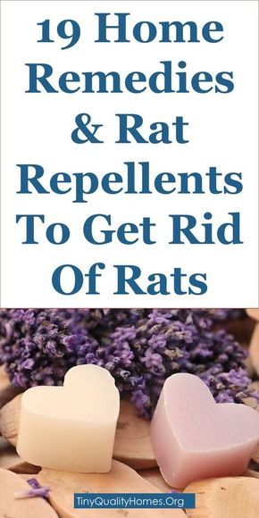 Black Pepper And Rats Black Pepper And Rats
