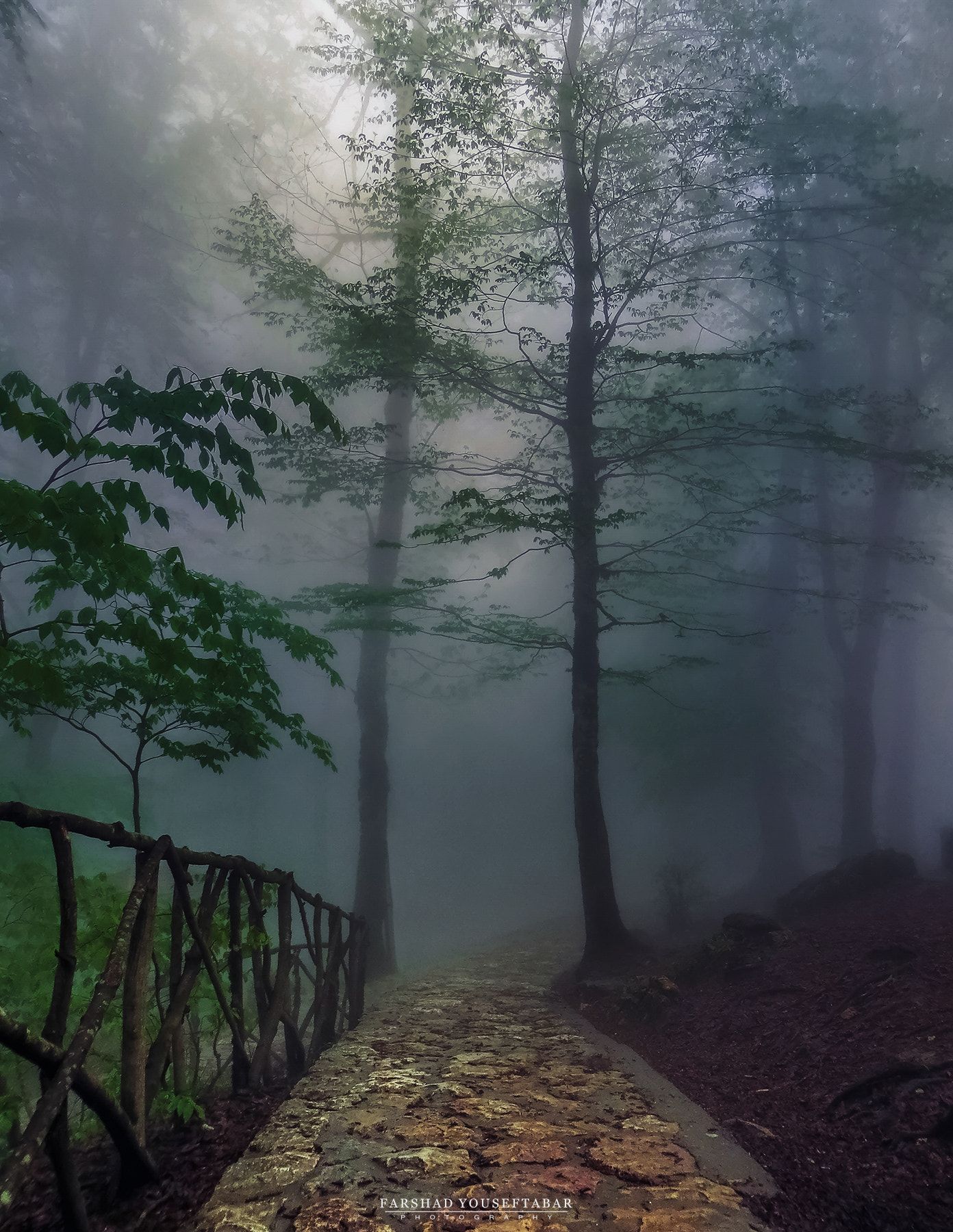 A path in the dark misty forest - A path in the dark misty forest