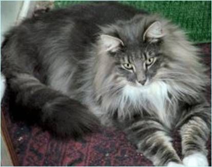 Norwegian Forest Cat Kittens For Sale In Colorado Norwegian Forest Cat Kittens For Sale In Colorado