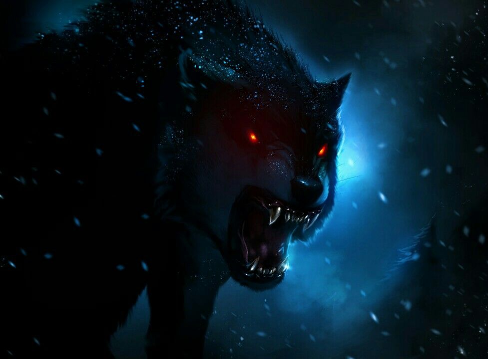 Wolf Picture With Black Background Black And White Wolf