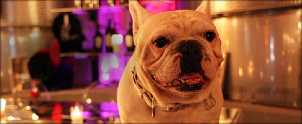 Frenchie Is The Stout And Ever So Adorable Sidekick Of Proprietor