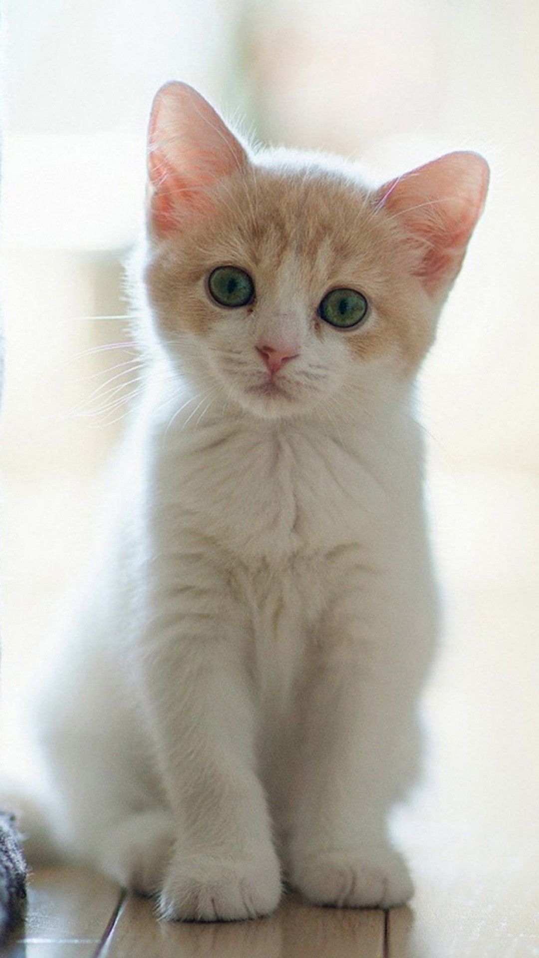 Cute Cats おしゃれまとめの人気アイデア Pinterest My Animal Planet ペット用品 かわいい子猫 子猫 Cute Cats おしゃれまとめの人気アイデア Pinterest My Animal Planet ペット用品 かわいい子猫 子猫