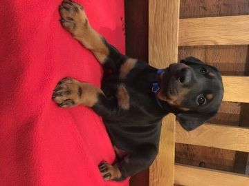 Doberman Pinscher Puppy For Sale In Broadwell Il Adn 21573 On