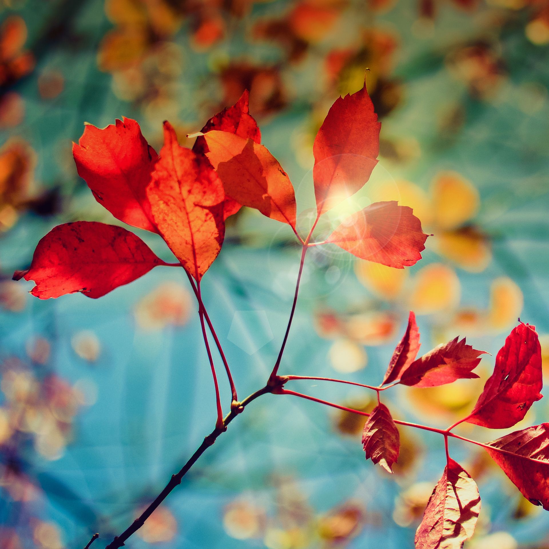 Summer Leaf Hd Wallpaper Flowers Wallpapers 綺麗な風景 風景 壁紙 Summer Leaf Hd Wallpaper Flowers Wallpapers 綺麗な風景 風景 壁紙