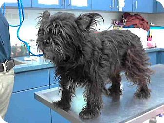 Tulsa Ok Cairn Terrier Mix Meet Alley A Dog For Adoption