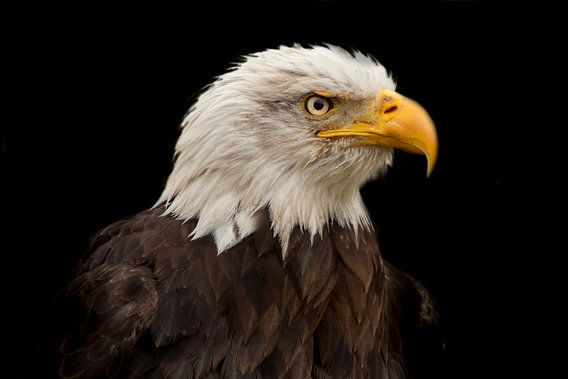 'Weißkopfseeadler, der Bald Eagle' von Gert Hilbink