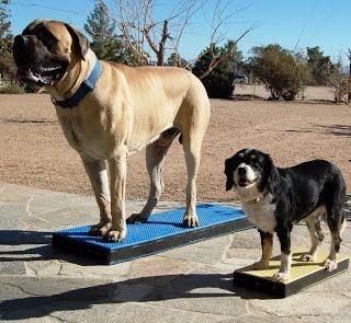Dog Training Platforms K9 Play Products Dog Training Dogs