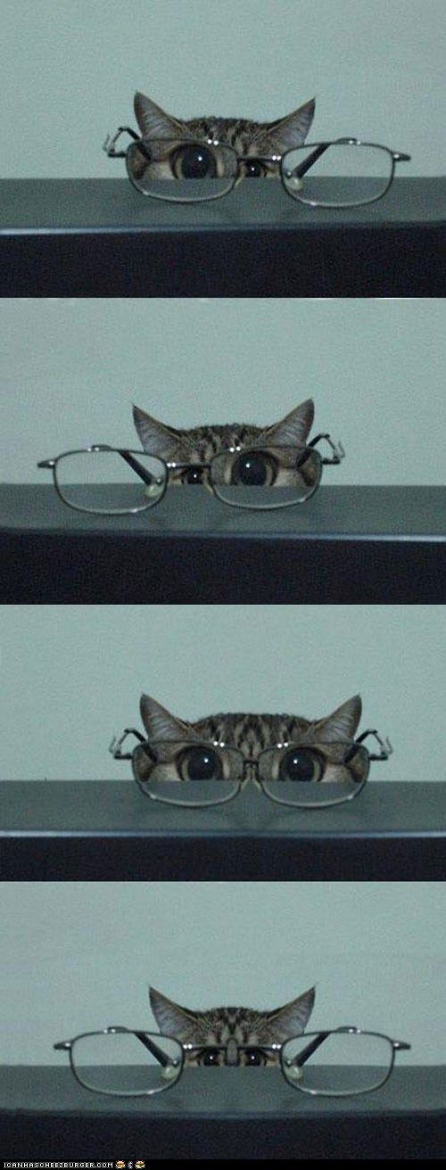 Animals And Pets, Baby Animals, Funny Animals, Cute Animals, Funniest Animals, Sleepy Animals, Funny Horses, Photo Chat, Cat Photo