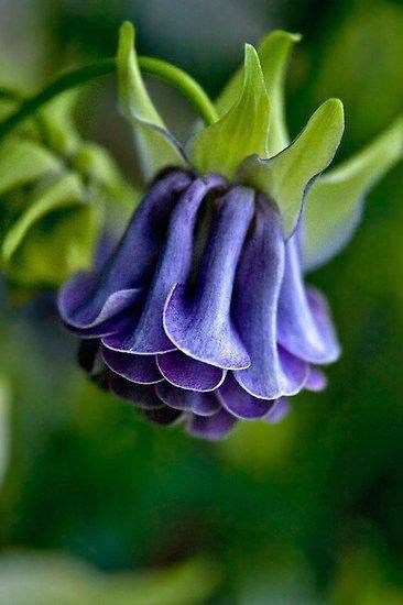 Kwiaty おしゃれまとめの人気アイデア Pinterest Adnin 珍しい花 珍しい植物 美しい花 Kwiaty おしゃれまとめの人気アイデア Pinterest Adnin 珍しい花 珍しい植物 美しい花