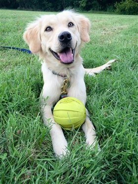 Lola Has Been Adopted 1 Yr Old Golden Mix She Was An Owner