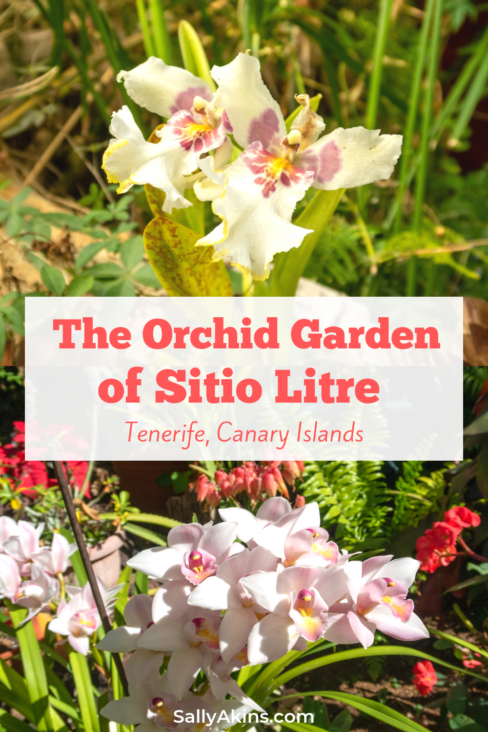 The Orchid Garden At Sitio Litre Puerto De La Cruz Orchids