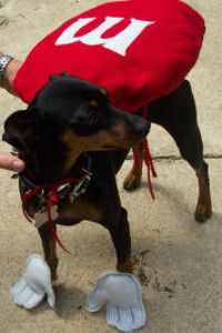 Adorable And Easy Diy M M Dog Costume Dog Costumes For Kids Dog