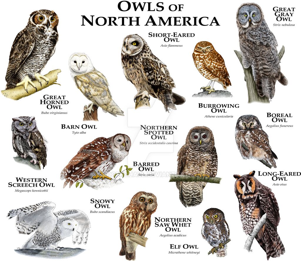 Owls of North America Owl Saw whet owl Elf owl