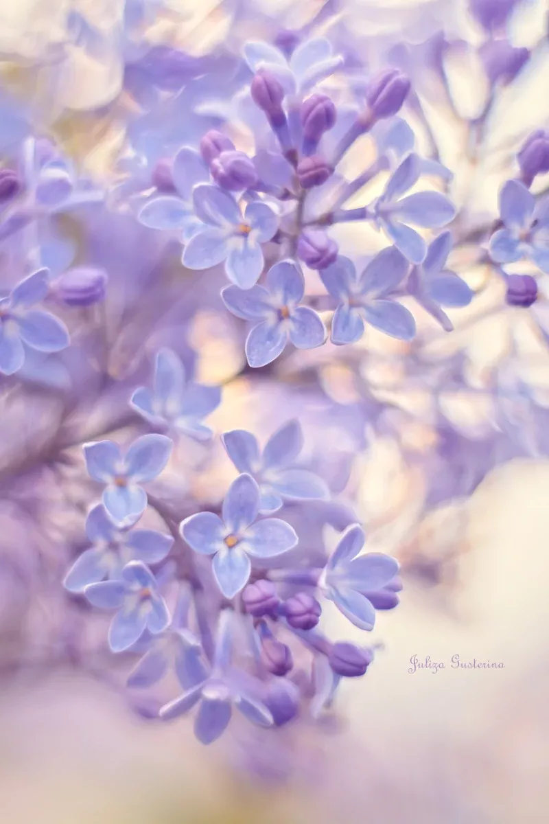 Unanticipated Beautiful Flower Wallpaper Iphone Unanticipated Beautiful Flower Wallpaper Iphone