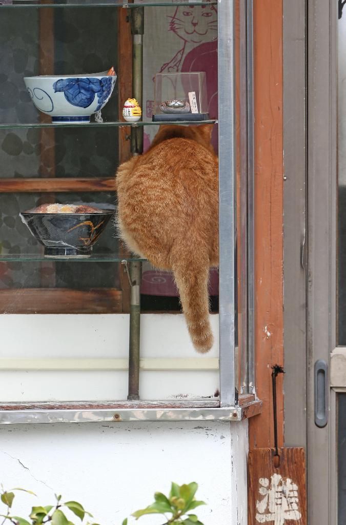 ガラス越しに 人間観察 そば屋の看板猫 ピンク 猫 おもしろ猫画像 かわいい猫 ガラス越しに 人間観察 そば屋の看板猫 ピンク 猫 おもしろ猫画像 かわいい猫