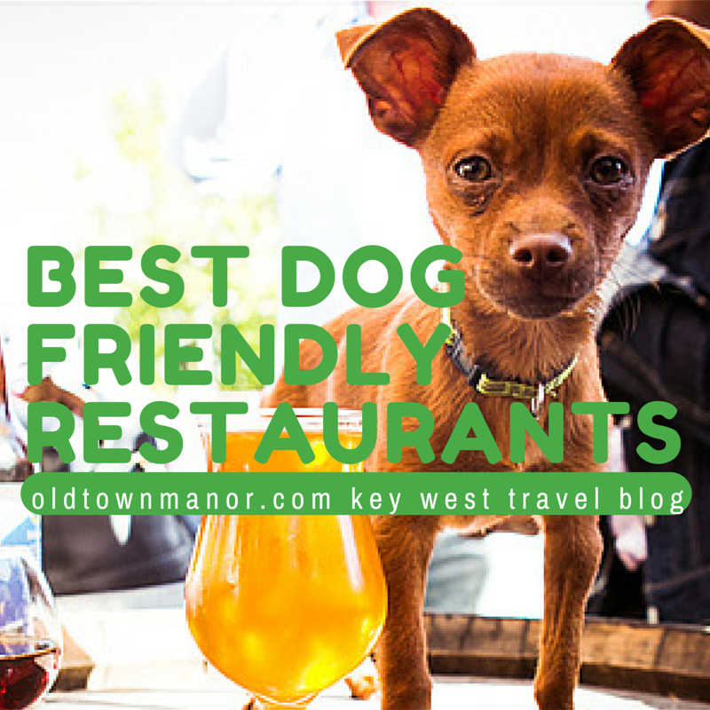 Best Dog Friendly Key West Restaurants Old Town Manor Dog Friends best-dog-friendly-key-west-restaurants-old-town-manor-dog-friends