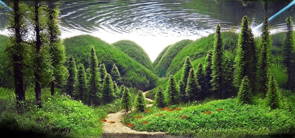 Whisper of the pines, Serkan Çetinkol. Turkey. 2013 IAPLC Top 27 | www.eklectica.in Planted Aquarium, Aquarium Aquascape, Aquarium Landscape, Nature Aquarium, Aquascaping Plants, Aquarium Terrarium, Aquarium Garden, Saltwater Aquarium, Aquariums Super