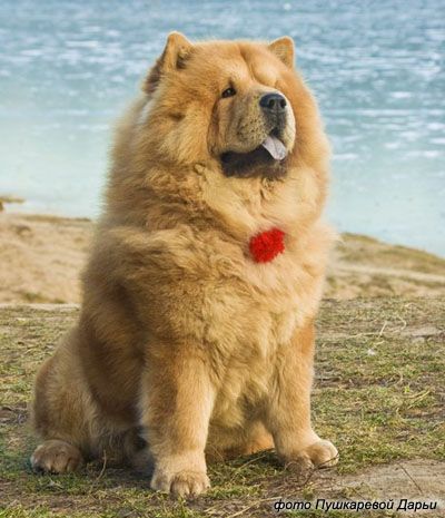 Chow Chow Dog Is Smart Loyal And Good Companion Chows Dogs