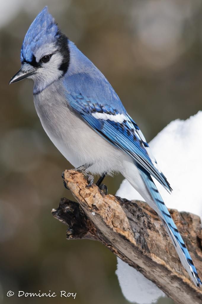 Geai Bleu Oiseaux Geai Bleu Et Oiseaux Du Quebec