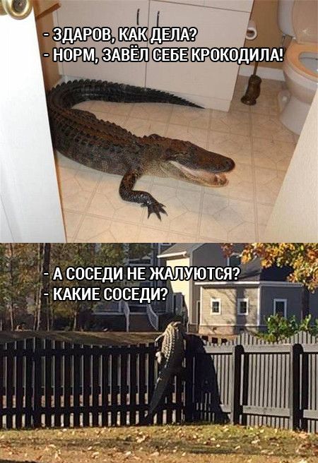 Фото Самых Прикольных Картинок Фото Самых Прикольных Картинок