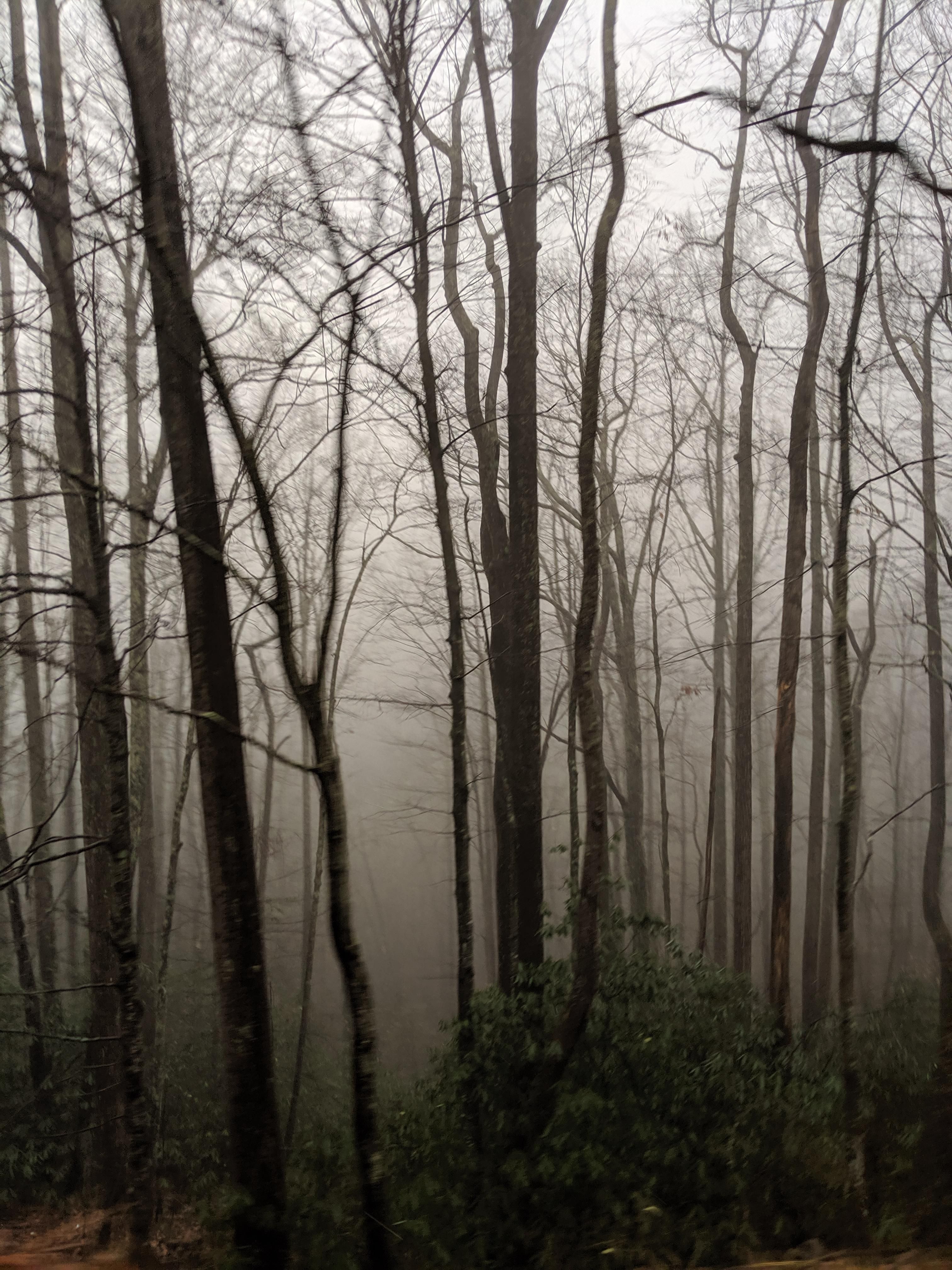 Foggy morning along the Appalachian Trail near Shady Valley Tennessee USA #hikin...