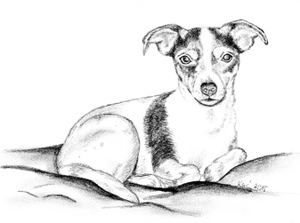 Zeichnungen mydogandmore Webseite | Hund zeichnen Zeichnungen mydogandmore Webseite | Hund zeichnen, Jack