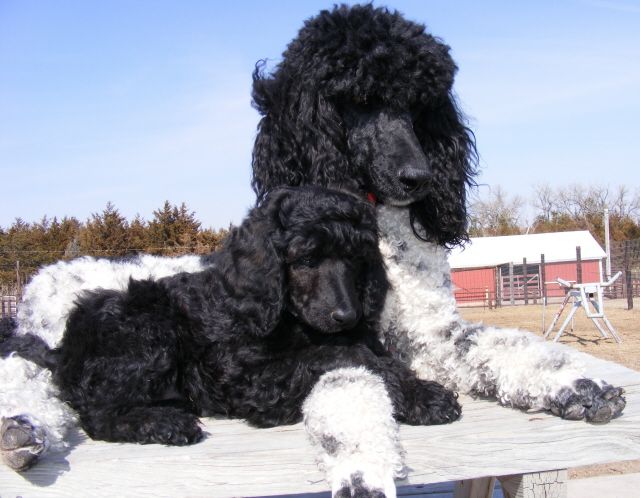Royal Poodles My Retired Poodles 308 546 2471 Mona And Pup