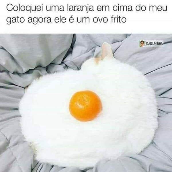 Besouro Chavoso!’s Instagram profile post: “As ideias estão cada vez mais criativas, kkkkk... . . #memes #meme #mêmes #eu #même #memez #memesbr #memesbrasil #memesinstagram…”