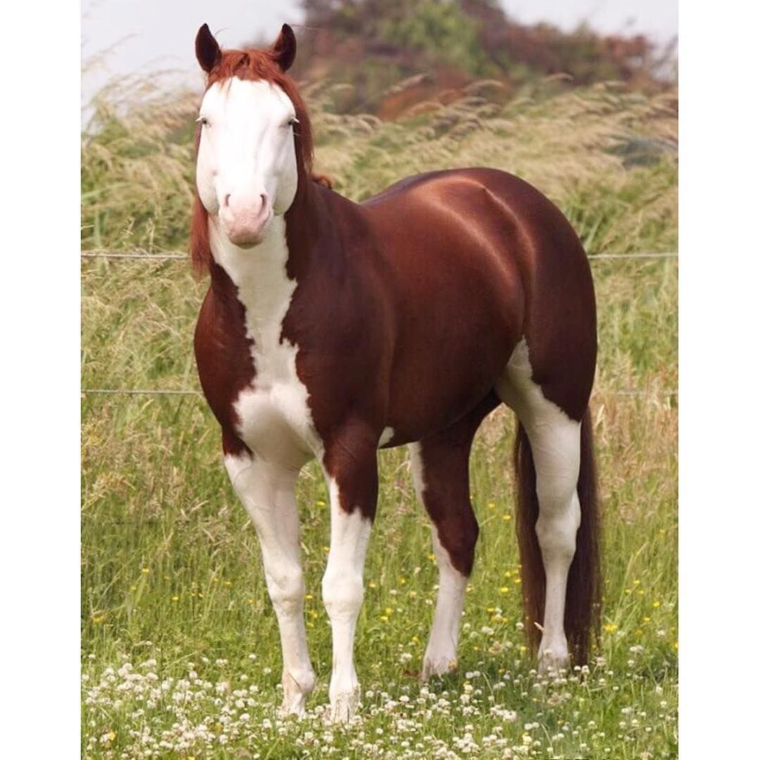 Love the markings on this paint stallion | Horse breeds ...
Rare Horse Colors And Markings
