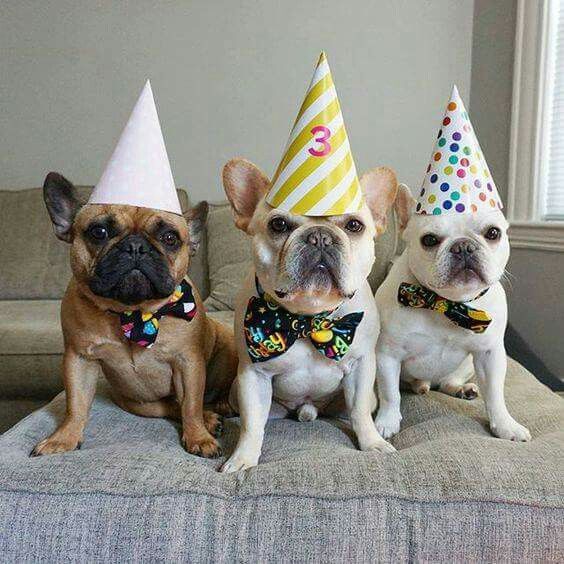 The French Bulldog Birthday Party Is About To Start