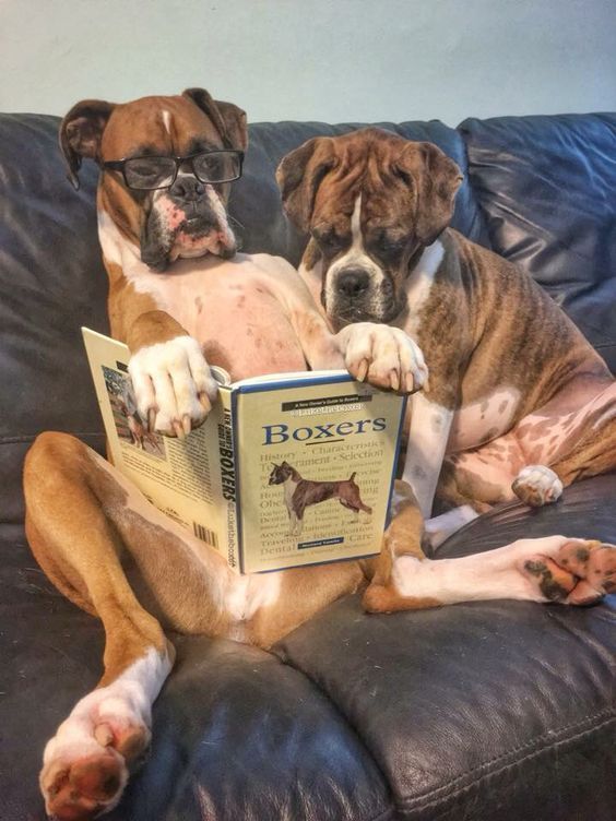 Versuchen Sie nicht, an dieser Funny Dog Video Compilation zu lachen #compilatio...