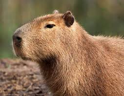 Coloring Pages Capybara Capybara pet Amazon animals