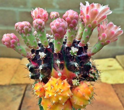 Gymnocalycium Mihanovichii variegata succulent cactus SEEDS~exotic and rare
