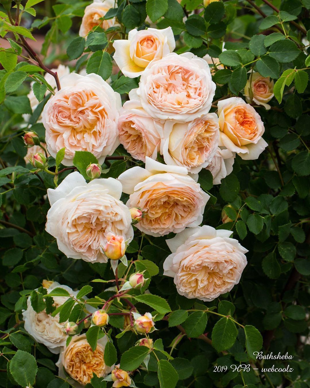 Bathsheba (AUSchimbley), a David Austin climber rose. Bred in UK before ...