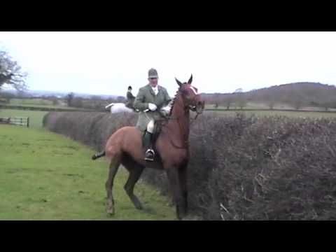 Ledbury Hedge Jumping Balls To The Wall The Hunt Master Is A Boss Ledbury Hedge Jumping Balls To The Wall The Hunt Master Is A Boss