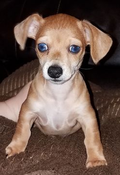 Litter Of 2 Dachshund Puppies For Sale In Parsons Wv Adn 30144