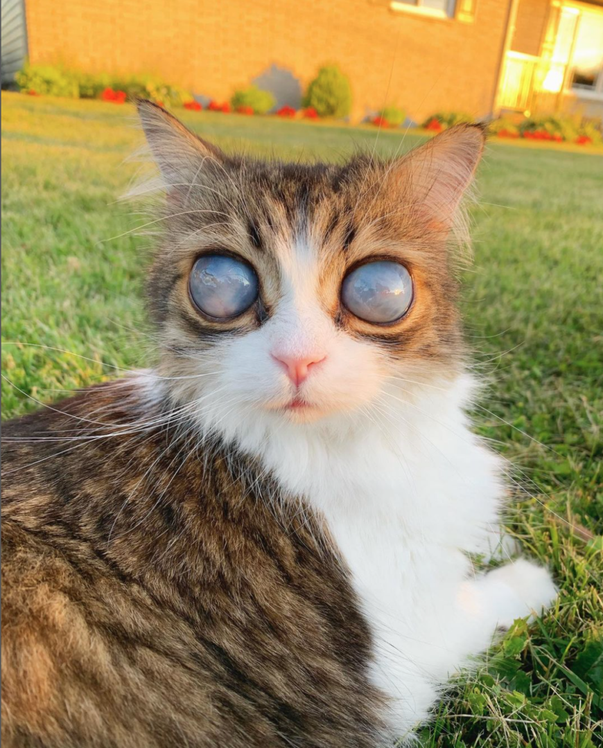 Senior Kitty Named Pico The Blind Cat Is Truly Special