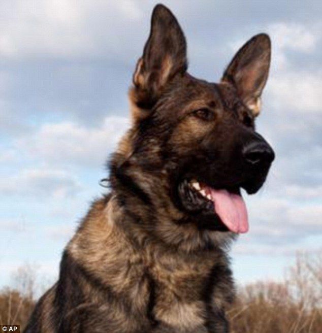 Memorial Service Planned For Rookie Fbi Dog Shot Dead By New York