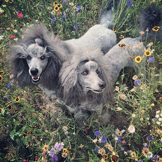 Oodles Of Poodles Photo By Stylecrow Poodle Dog Poodle Puppy