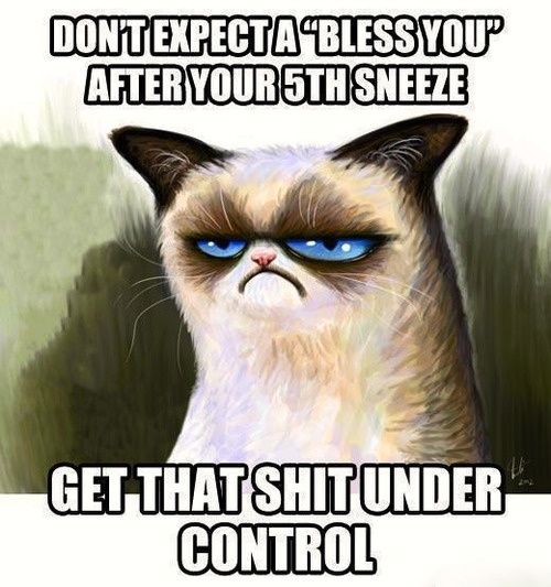 grumpy cat funny grumpy cat humor grumpy cat meme sarcastic funny grumpy cat funny grumpy cat humor grumpy cat meme sarcastic funny grouchy cat for more funny quotes and hilarious images visit www bestfunnyjokes4u com