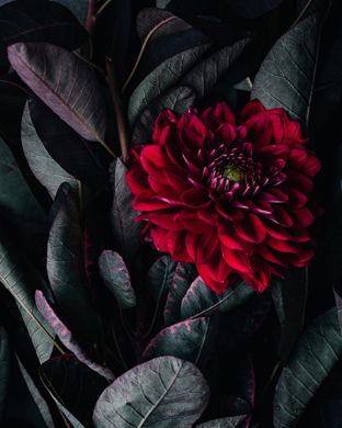 Vintage Floral Apple Watch Wallpapers Are Here Apple Watch Wallpaper Iphone Wallpaper Vintage Nature Iphone Wallpaper