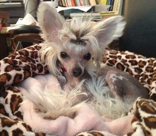 What A Ie Chinese Crested Hairless Chinese Crested Hairless