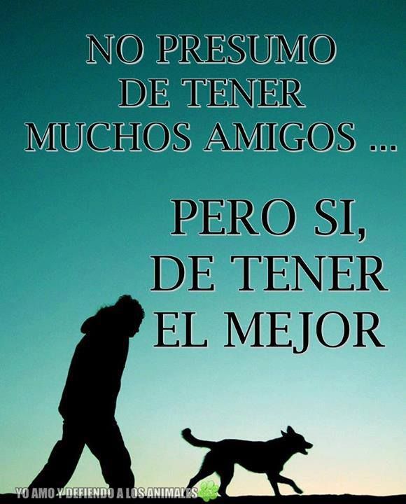 170 Ideas De Frases Maskoteras En 2021 Perros Frases Perros Mascotas