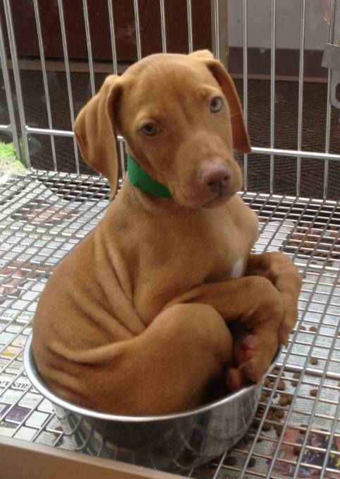 our new visla climbed in his food bowl dog names pinterest our new visla climbed in his food bowl