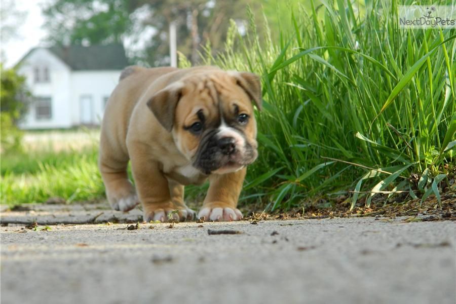 Meet Marko A Cute Olde English Bulldogge Puppy For Sale For 1 500