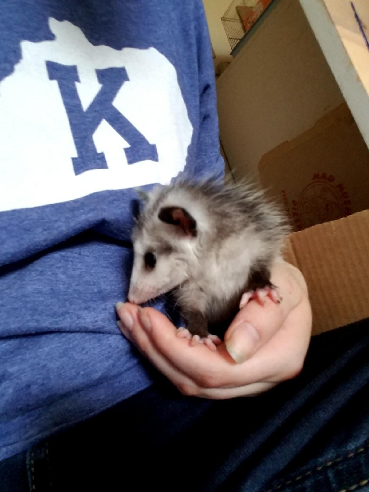 My daughter has a friend who rescued a baby opossum whose