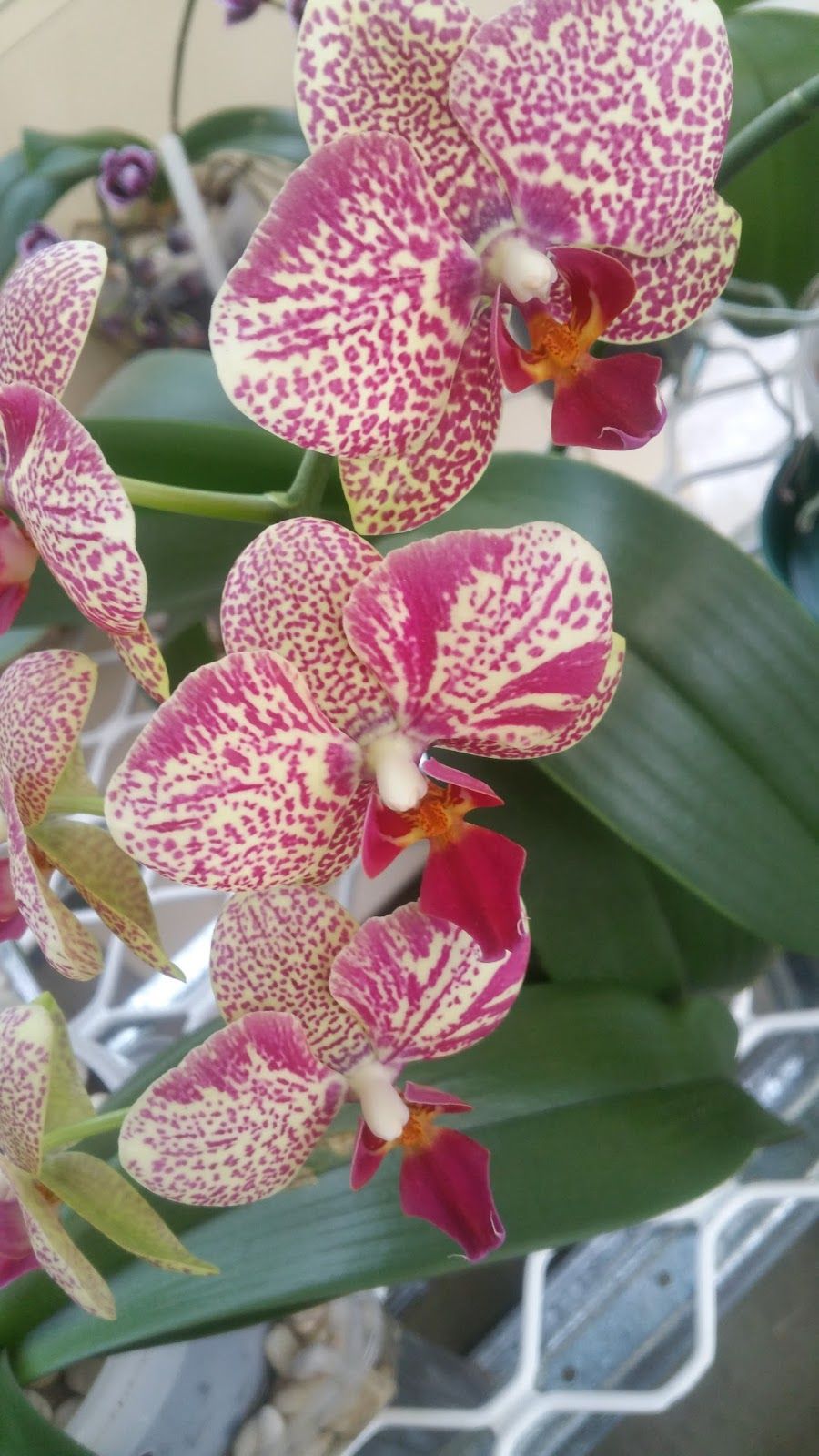 100pcs Pack Rare Orchid Bonsai Phalaenopsis Orchids Flower Perennial Indoor Balcony Office Potted Us 0 47 Orchid Seeds Rare Orchids Orchid Plants