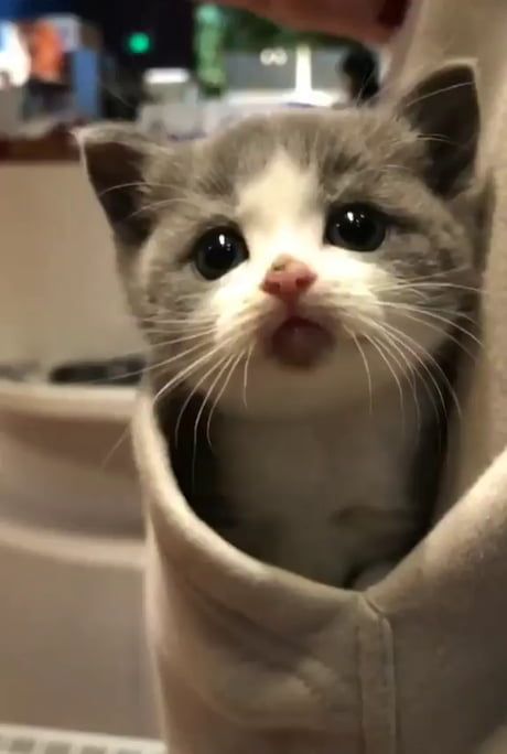Kitty's new favorite place. Kitty's new favorite place.
