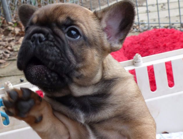 De Calida Reg D French Bulldogs Frenchies French Bulldog
